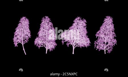 Flieder (Syringa vulgaris), farbiges Röntgenbild Stockfoto