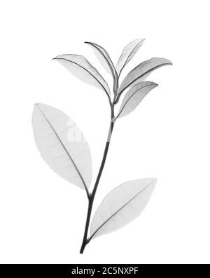 Grüner Tee Pflanze (Camellia sinensis), Röntgen Stockfoto