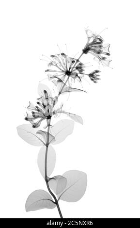 Geißblatt (Lonicera periclymenum), Röntgen Stockfoto