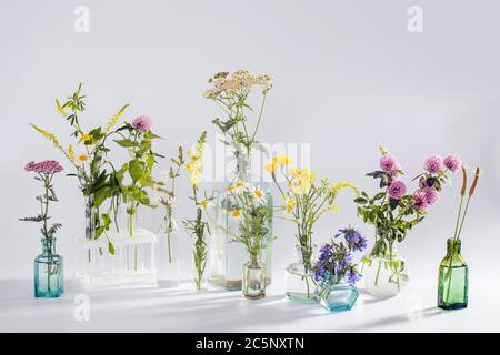 Wildfeld Kräuter in Flaschen unterschiedlicher Formen auf weiß-grauem Hintergrund als Dekoration. Karte, Flasche ätherisches Öl mit Kräutern auf weißem Backgrou Stockfoto