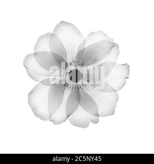 Anemone Blumenkopf, Röntgen. Stockfoto