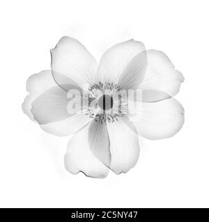 Anemone Blumenkopf, Röntgen. Stockfoto