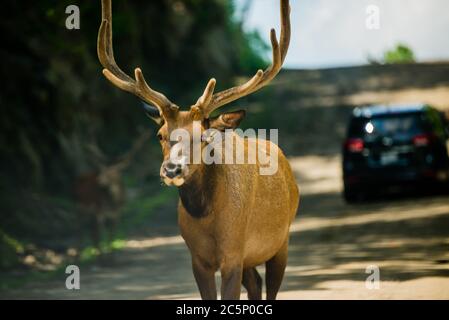 Parc Omega, Kanada - 3. Juli 2020: Elche im Omega Park in Kanada Stockfoto