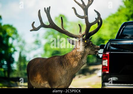 Parc Omega, Kanada - 3. Juli 2020: Elche im Omega Park in Kanada Stockfoto