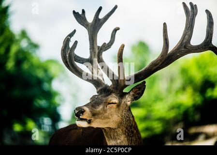 Parc Omega, Kanada - 3. Juli 2020: Elche im Omega Park in Kanada Stockfoto