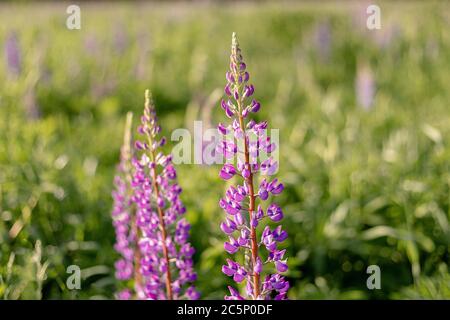 Lupine Feld mit rosa lila Blüten. Bündel Lupinen Sommer Blume Hintergrund. Blühende Lupinen. Feld der Lupinen. Sonnenlicht scheint auf Pflanzen. Stockfoto