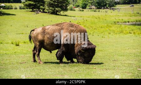 Parc Omega, Kanada -3. Juli 2020: Der Bison im Omega Park in Kanada Stockfoto