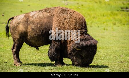 Parc Omega, Kanada -3. Juli 2020: Der Bison im Omega Park in Kanada Stockfoto