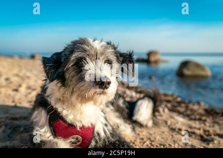 Ein schwarz-weißer Langhaarhund liegt an einem Sandstrand auf Rügen Stockfoto