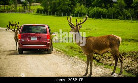 Parc Omega, Kanada - 3. Juli 2020: Elche im Omega Park in Kanada Stockfoto