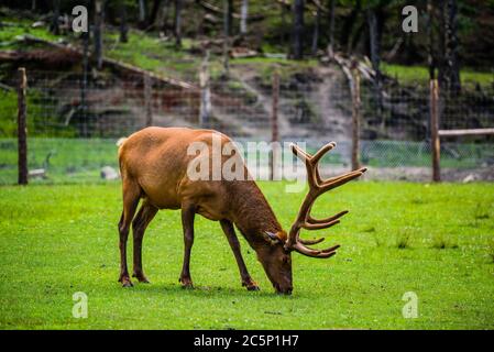 Parc Omega, Kanada - 3. Juli 2020: Elche im Omega Park in Kanada Stockfoto