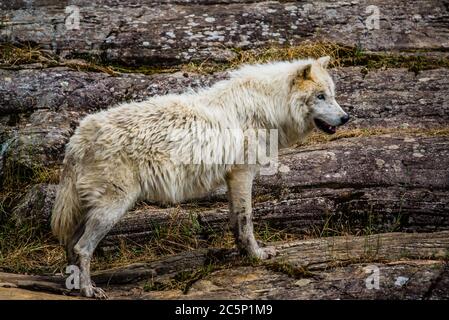 Parc Omega, Kanada, 3. Juli 2020 - Arktischer Wolf im Omega Park in Kanada Stockfoto