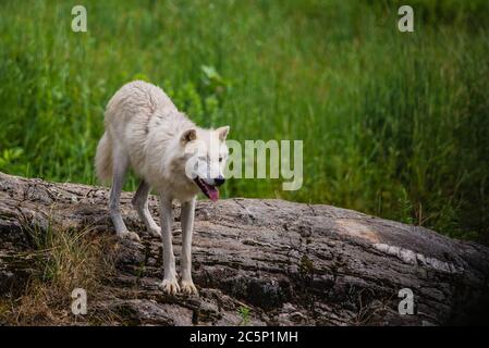 Parc Omega, Kanada, 3. Juli 2020 - Arktischer Wolf im Omega Park in Kanada Stockfoto