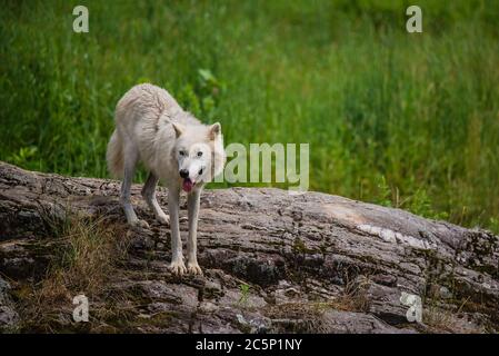 Parc Omega, Kanada, 3. Juli 2020 - Arktischer Wolf im Omega Park in Kanada Stockfoto