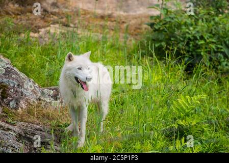 Parc Omega, Kanada, 3. Juli 2020 - Arktischer Wolf im Omega Park in Kanada Stockfoto