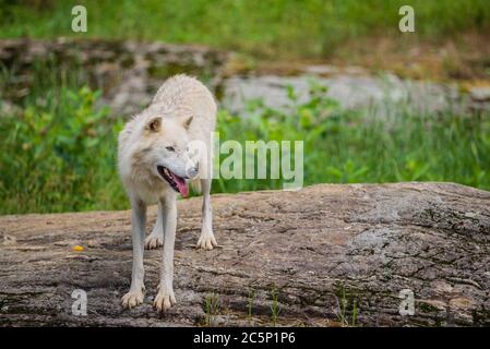 Parc Omega, Kanada, 3. Juli 2020 - Arktischer Wolf im Omega Park in Kanada Stockfoto