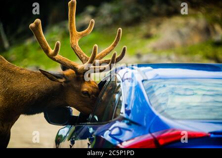 Parc Omega, Kanada -3. Juli 2020: Roaming Elch fragen nach Karotte von Touristen Auto im Omega Park in Kanada Stockfoto