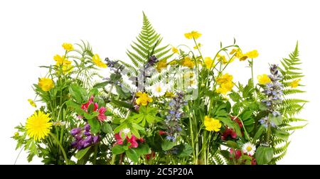 Wilde Wiesenblumen Panorama-Isoladet auf weißem Hintergrund Stockfoto