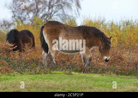 Exmoor Ponys auf dem Hügel der Batts Castle Siedlung auf Gallox Hill in der Nähe von Dunster, Somerset. Teil des Exmoor National Park Stockfoto