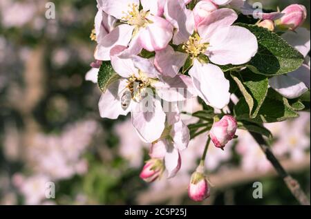 Honigbiene auf Apfelbaum blüht im Frühjahr in Südtirol Italien; pestizidfreier Umweltschutz rettet das Bienen-Konzept Stockfoto