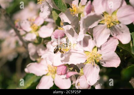 Honigbiene auf Apfelbaum blüht im Frühjahr in Südtirol Italien; pestizidfreier Umweltschutz rettet das Bienen-Konzept Stockfoto