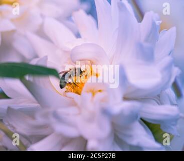 Honigbiene sammelt Pollen auf weißen Dahlienblüten im botanischen Garten; schöne weiche, verschwommene Blütenblätter Stockfoto