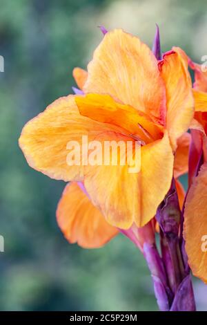 Künstlerische Porträt orange Canna Indica Blume mit verschwommenem Bokeh Hintergrund Stockfoto