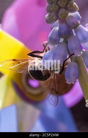 Makro einer Honigbiene (apis mellifera) auf einer Traubenhyazinthe (Muscari) Blüte mit bunten Bokeh Hintergrund; Pestizid frei speichern die Bienen Konzept Stockfoto