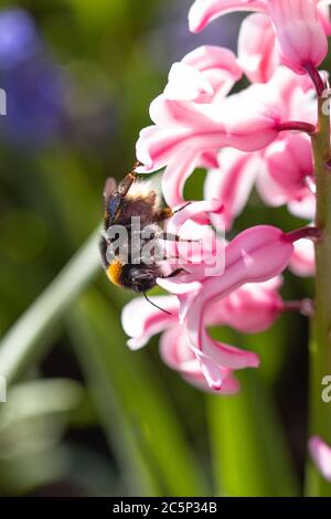 Nahaufnahme einer Hummel auf rosa hyacinthus Blüte mit schönen verschwommenen Bokeh Hintergrund; speichern Sie die Bienen Pestizid freie Biodiversität Konzept Stockfoto