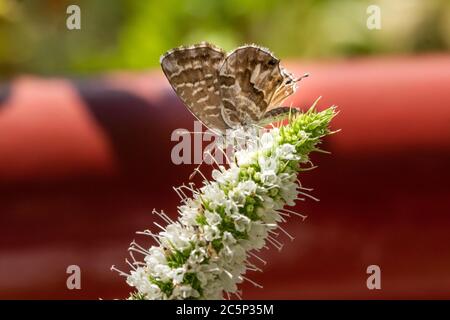 Makro des Geranium-Bronzeschmetterlings (cacyreus marsalli) auf der Minzeblüte; Stockfoto