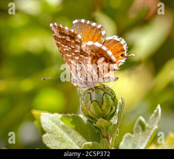 Makro eines Geranienbronzeschmetterlings (cacyreus marsalli) auf einer Chrysantheme-Knospe; Stockfoto