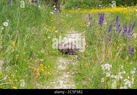 Katzen sitzen und entspannen auf blühender Almwiese an sonnigen Sommertagen in St. Felix, Südtirol / Italien Stockfoto