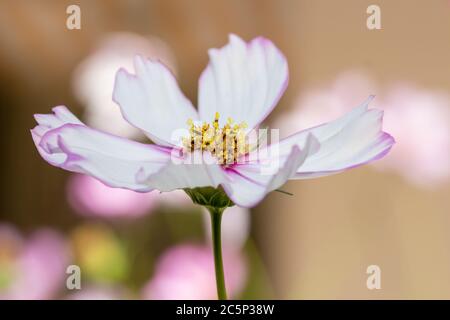 Makro eines einzelnen weißen und rosa Cosmos Blüte mit verschwommenem Bokeh Hintergrund und Kopierraum Stockfoto