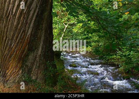 Horner Wasser läuft durch Prickslade Combe in Horner Woods, Teil des Holnicote Estate in Somerset innerhalb des Exmoor National Park Stockfoto