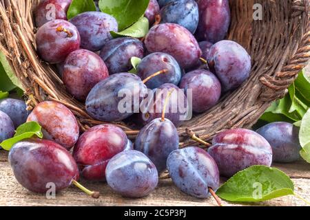 Heimische Pflaumen aus biologischem Anbau auf dem Tisch Stockfoto