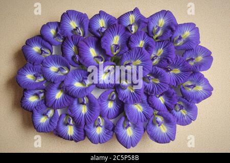 Schmetterling Erbsenblume oder Clitoria ternatea Blumen Foto isolieren auf cremefarbenen Draufsicht Stockfoto