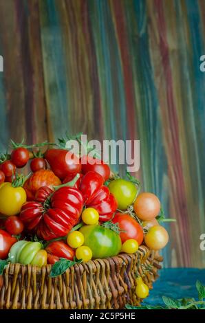 Frische rote Tomaten im Korb in der Küche. Tomaten in Korbkorb in der Küche Stockfoto