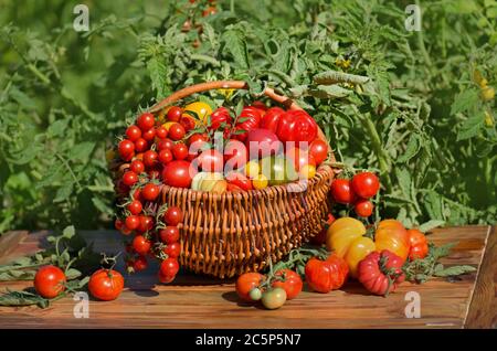 Reife Bio-Gartentomaten bereit für die Ernte im Feld an einem sonnigen Tag. Ernte frische Bio-Tomaten im Garten. Stockfoto