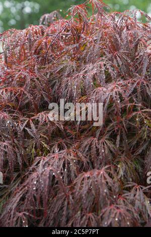 acer palmatum var. dissectum japanischer Ahornbaum Stockfoto