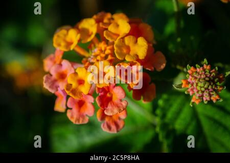 Eine orange-rote lantana-Blume blüht am 30. Juni 2020 auf Dauphin Island, Alabama. Stockfoto