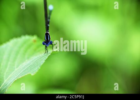 Männlich lebendige Tänzerin damselfly. Stockfoto