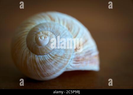 Leere Schneckenschale als Dekoration auf einem Holztisch Stockfoto