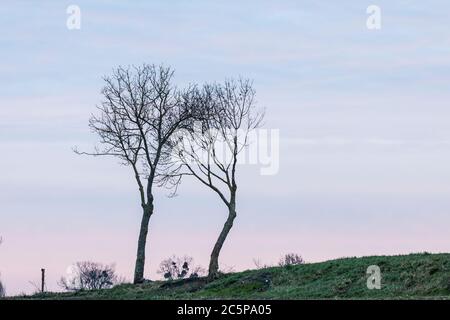 Zwei einone Bäume in der normandie Landschaft von Frankreich. Stockfoto