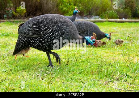 Guineafowl mit Küken in den Botanischen Gärten von Kapstadt Stockfoto