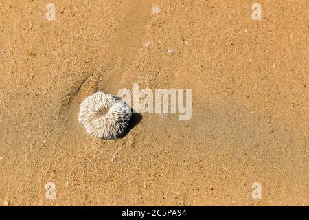 Wunderschöner tropischer Strand, auf der Insel Koh Mak, Thailand. Stockfoto