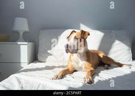 Glücklicher Hund auf dem Bett in hellen, sonnendurchfluteten Schlafzimmer. Haustiere zu Hause in einfachen modernen Interieur Stockfoto