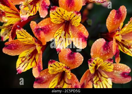 Gelbe, rote und orange Alstroemerien im Regen Stockfoto