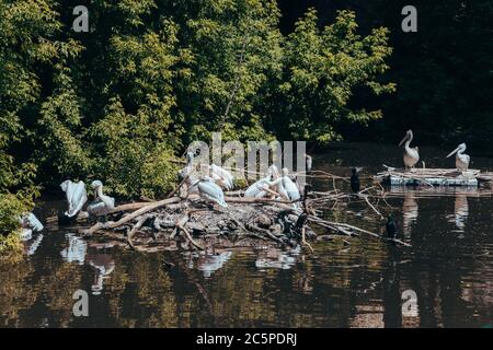 Eine Herde weißer Pelikane, die auf den Inseln der Zweige in einem Teich im Stadtzoo sitzen. Moskau, Russland, Juli 2020. Stockfoto