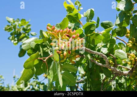 Pistazien-Baum mit grünen Nüssen an den Zweigen Stockfoto