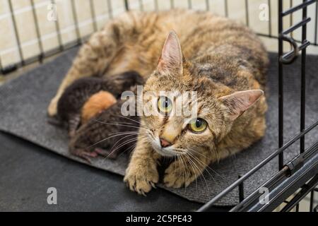 Katze und neugeborene Kätzchen im Tierheim Käfig Stockfoto